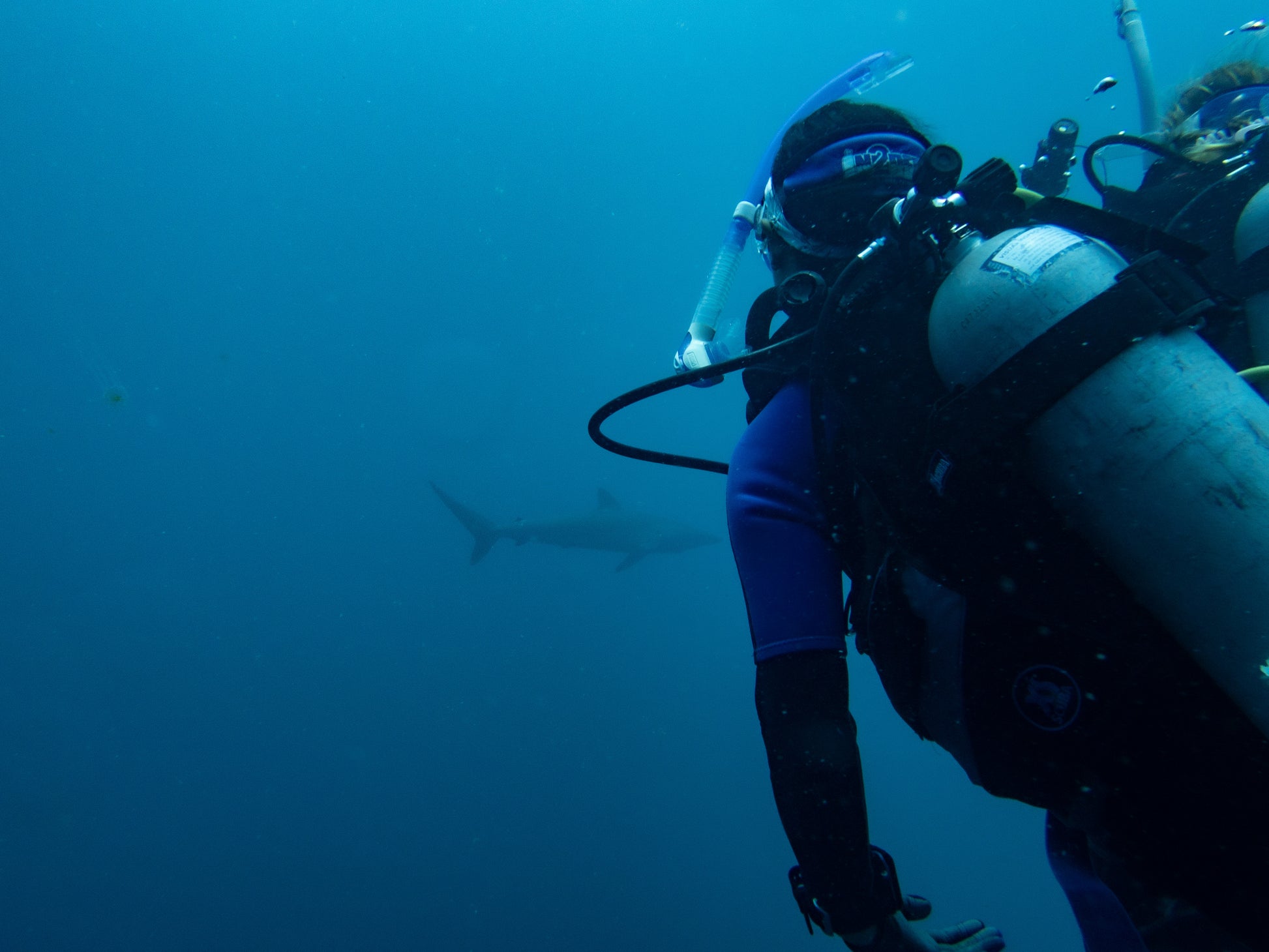 Scuba divers spot a shark in Los Cabos Mexico while scuba diving on a small group trip.