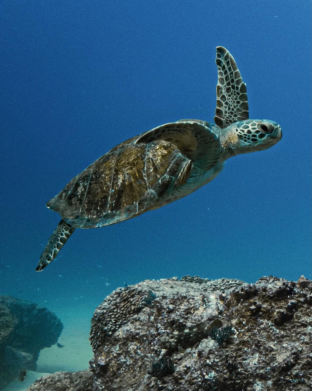 FEB 18-25 | Los Cabos: scuba diving in Baja California 🤿