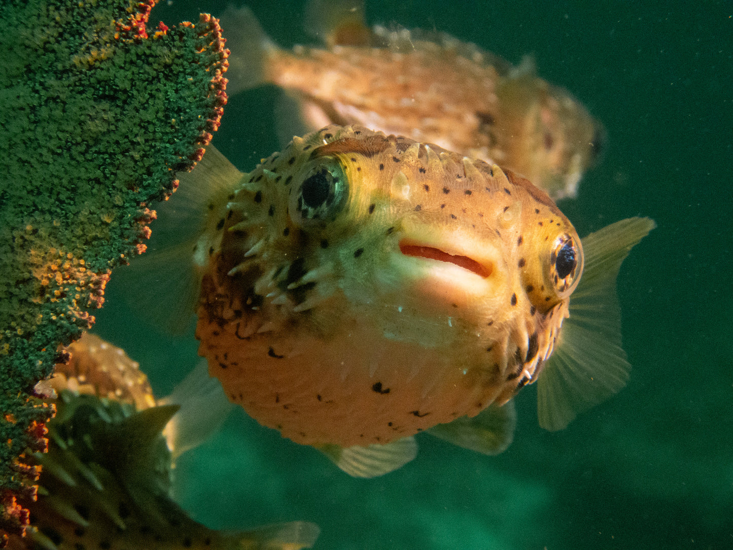 FEB 18-25 | Los Cabos: scuba diving in Baja California 🤿