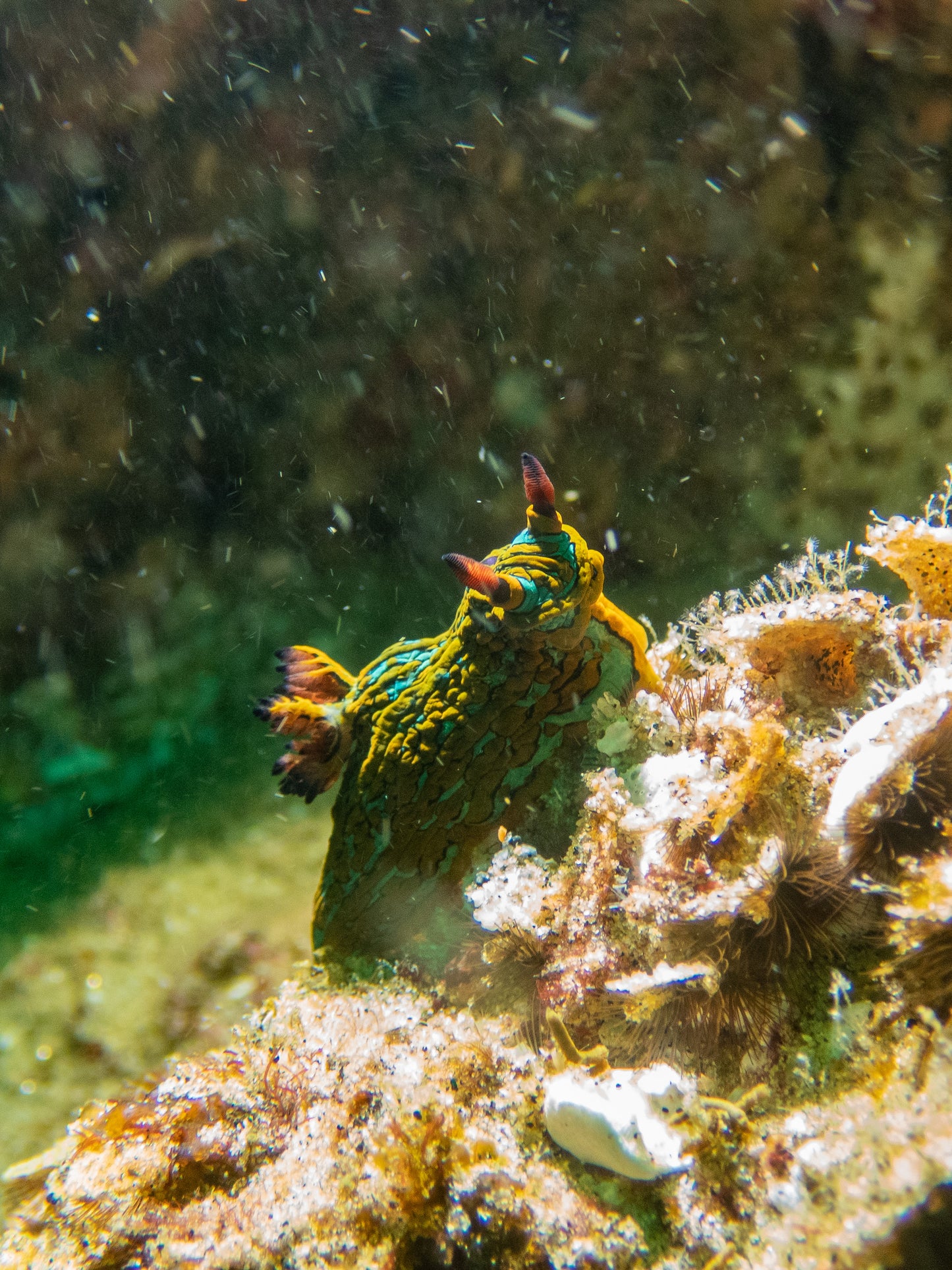 FEB 18-25 | Los Cabos: scuba diving in Baja California 🤿