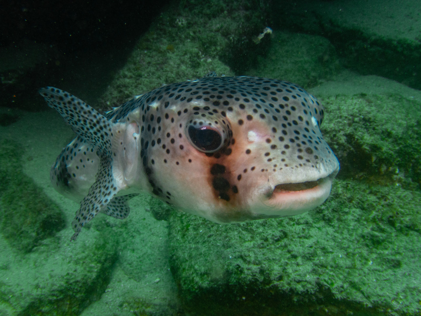 FEB 18-25 | Los Cabos: scuba diving in Baja California 🤿