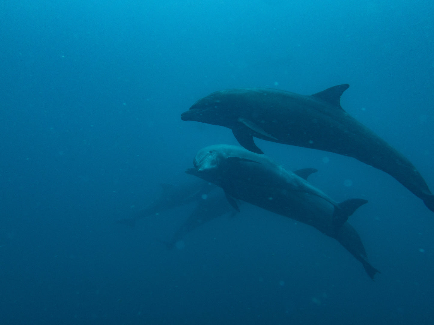 FEB 18-25 | Los Cabos: scuba diving in Baja California 🤿