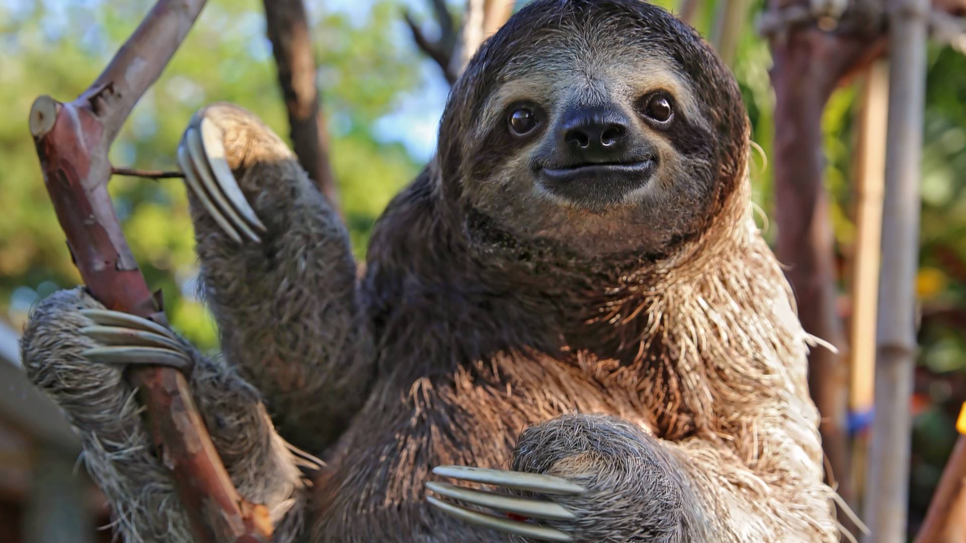Closeup of a sloth holding a branch in Tamarindo Costa Rica.