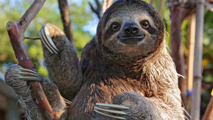 Closeup of a sloth holding a branch in Tamarindo Costa Rica.