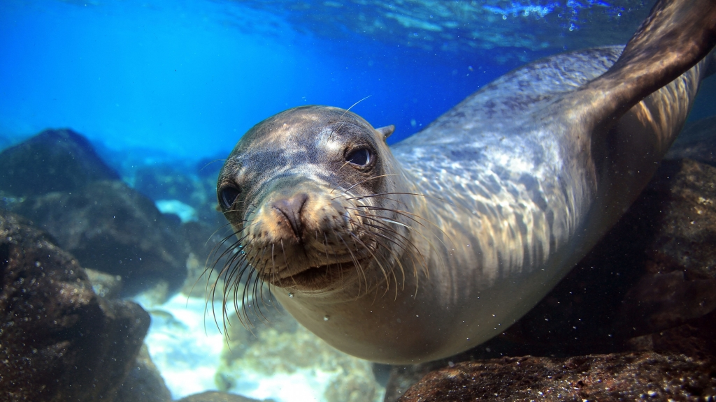 Close up shot of a sea lion underwater in Los Cabos Mexico while snorkeling.