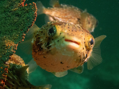 Closeup of a pufferfish in Los Cabos during a group travel scuba diving class.