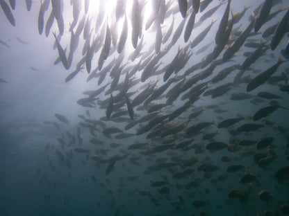 School of fish seen while scuba diving in Los Cabos during small group travel.
