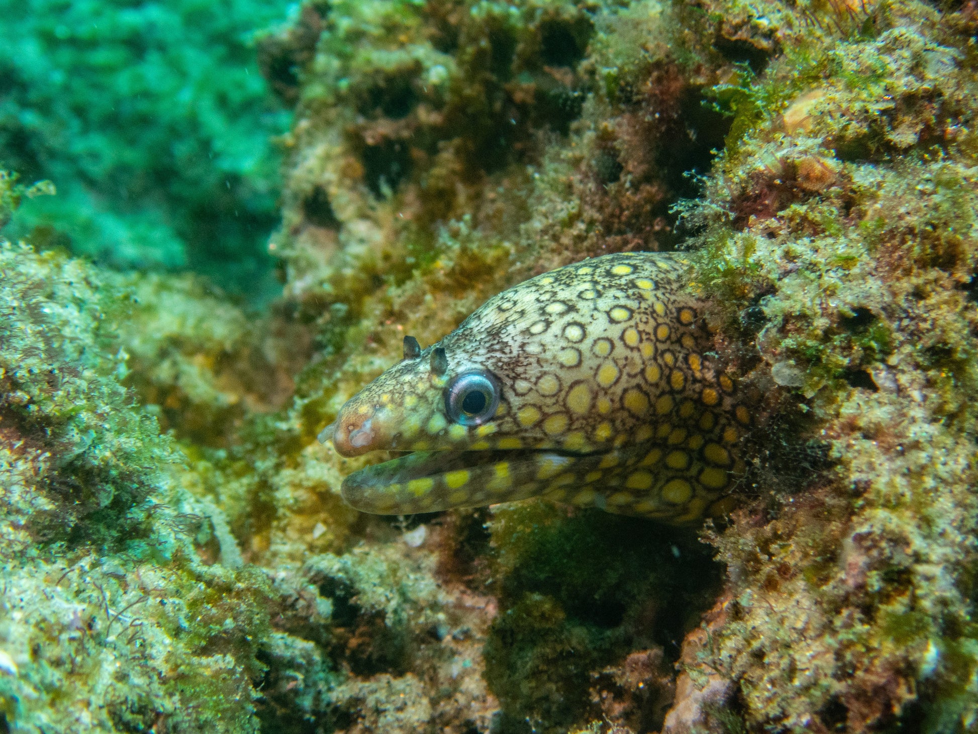 Eel seen between rocks while scuba diving in Los Cabos.