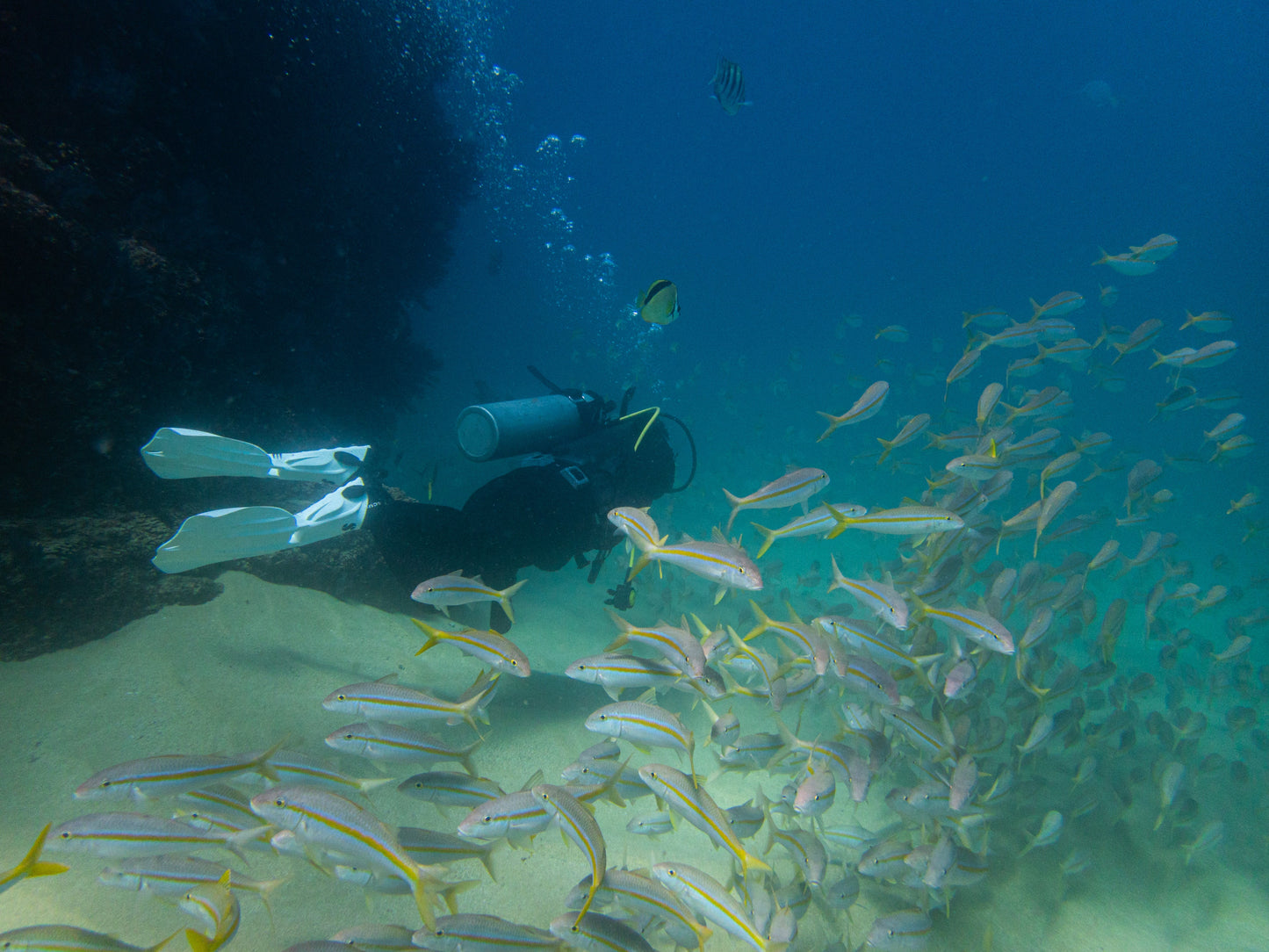Scuba diver surrounded by fish while scuba diving during a small group trip in Los Cabos.