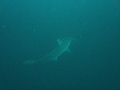 Shark seen while scuba diving in Los Cabos.