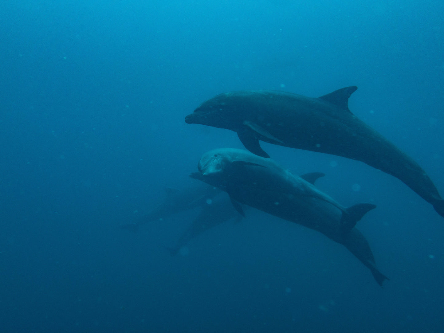 Five dolphins swimming underwater in Los Cabos during scuba diving lesson.