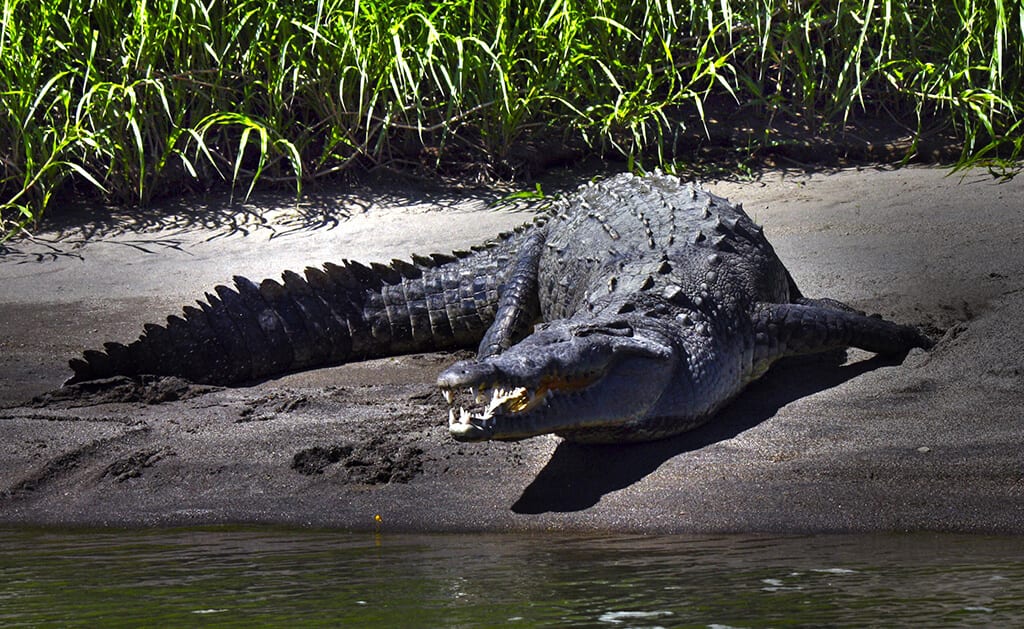 Crocodile closeup during a small group trip excursion in Costa Rica.