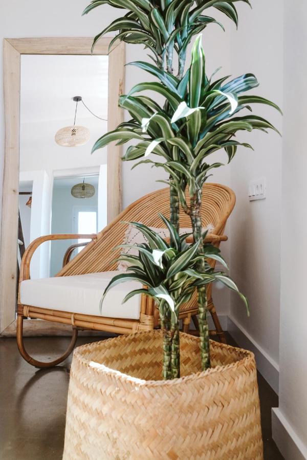 Plant and chair in a Fuerteventura Dreamsea Surf House hotel room for small group travel.