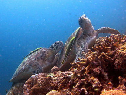 Moalboal: scuba diving in the Philippines 🤿