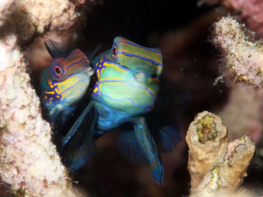 Moalboal: scuba diving in the Philippines 🤿